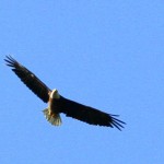 Eagle Flying 20090401